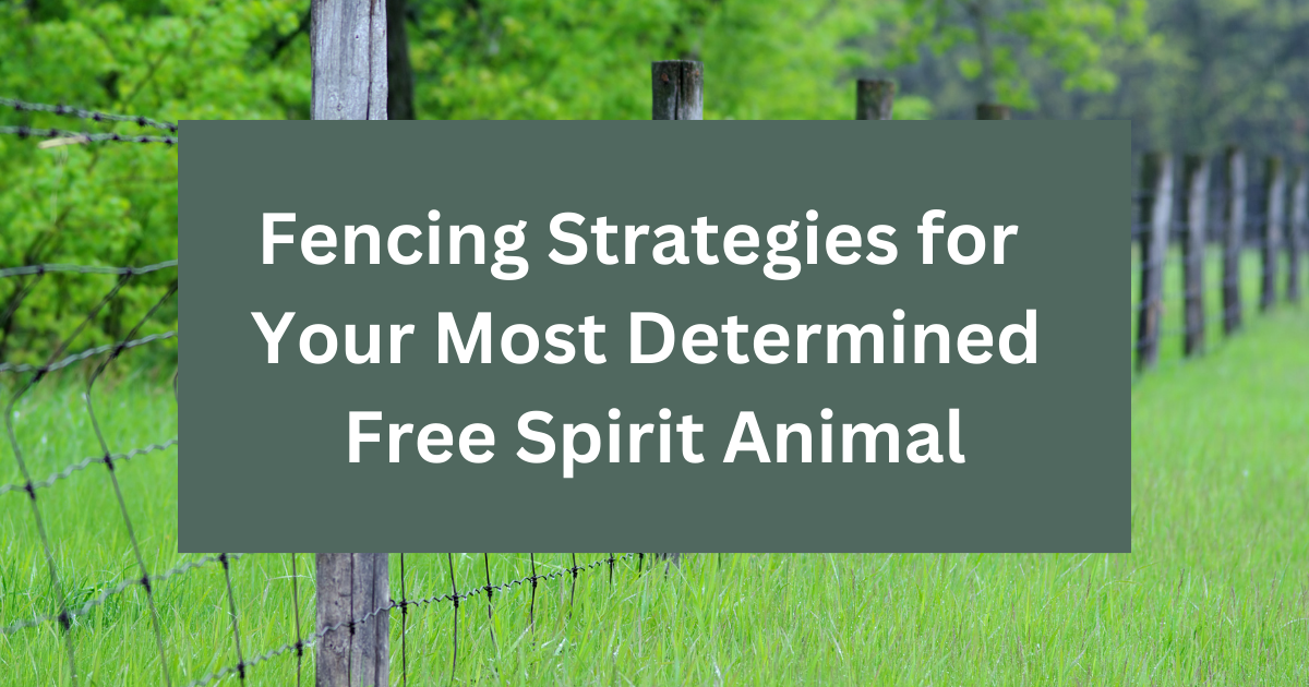 Fencing for Animal Enclosures Chickens Single Mom Out West