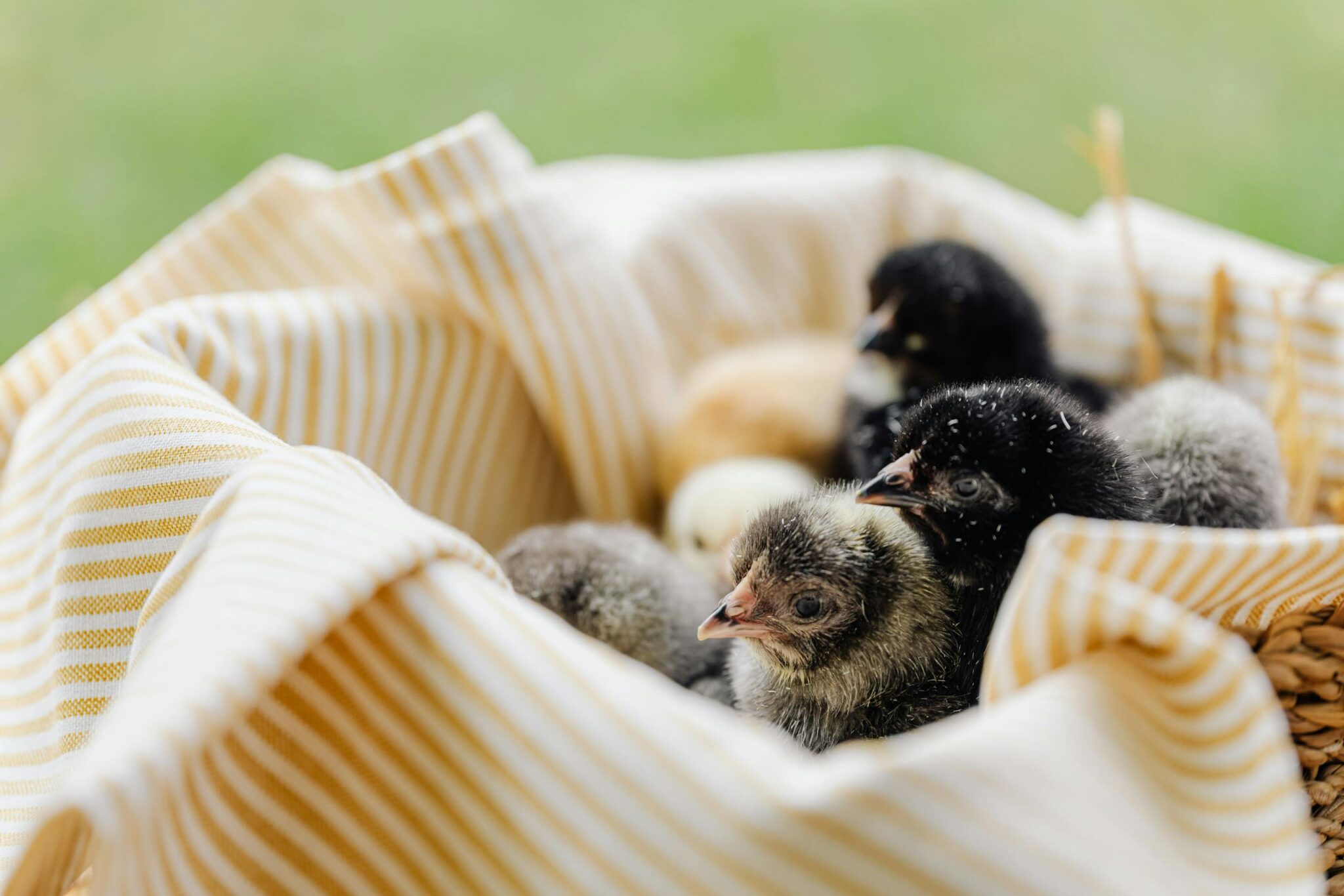 Raising chickens for beginners